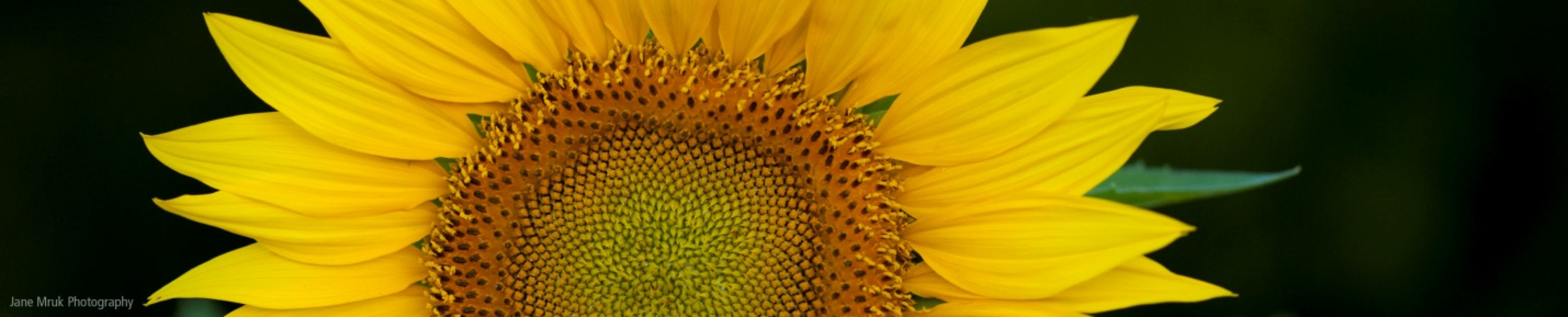 jane-mruk-sunflower2.png sunflower photograph