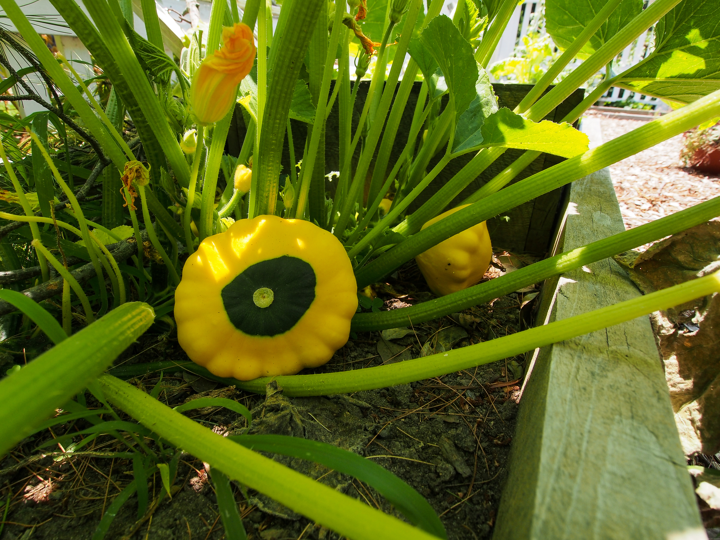 odessa-459.jpg Squash