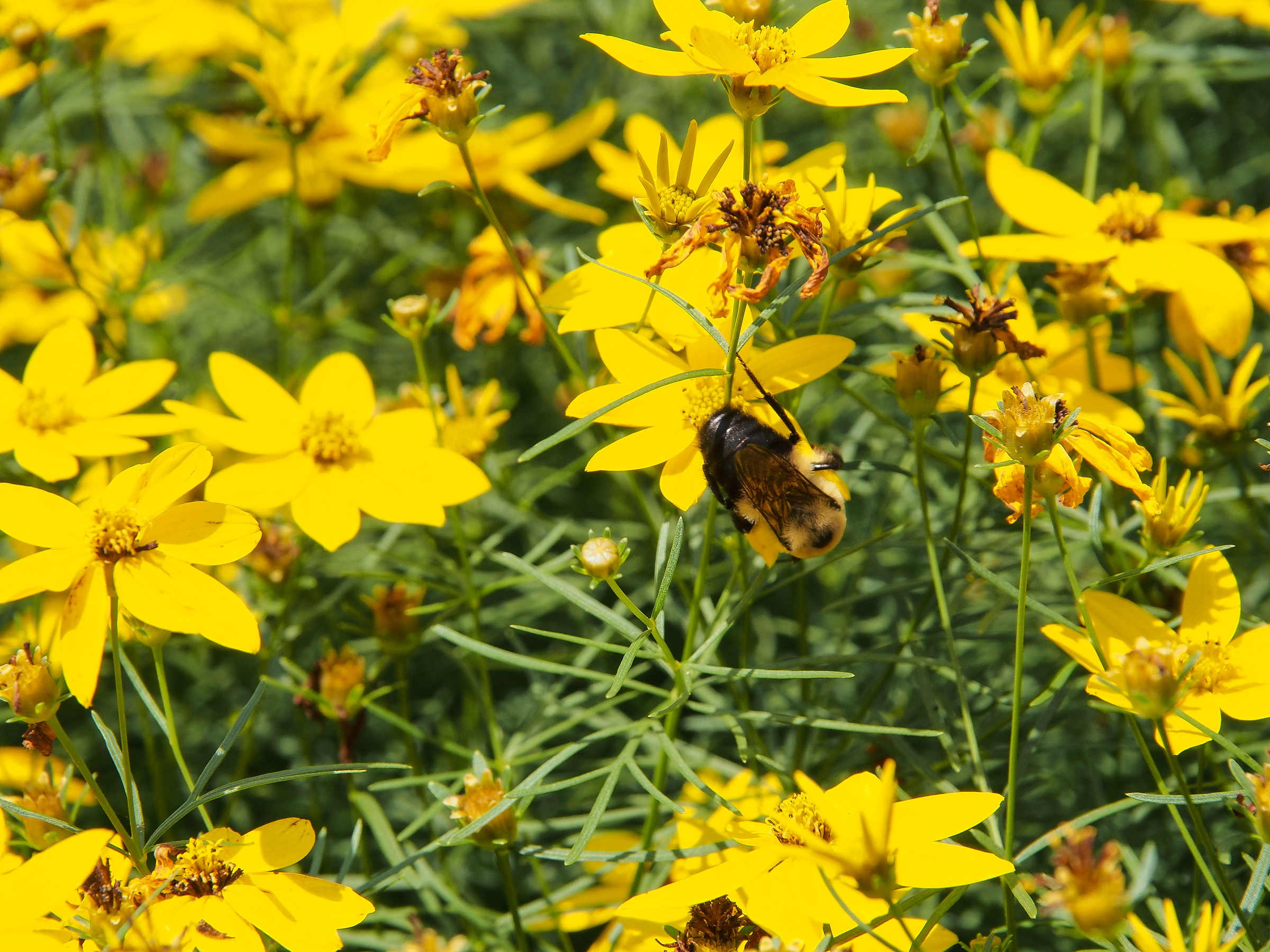 odessa-504.jpg Saturdays at the Hearth: Harvest Time